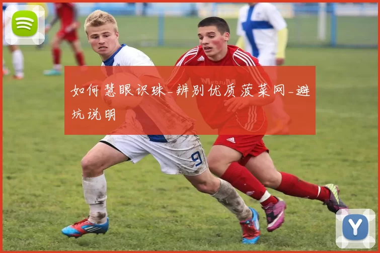 如何慧眼识珠_辨别优质菠菜网_避坑说明